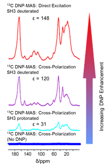 Deuteration enhances dynamic nuclear polarization