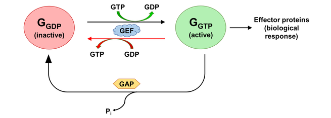 GTPase cycle