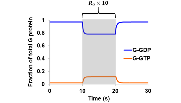 Simulation of reversible GEF and intrinsic GTPase activity