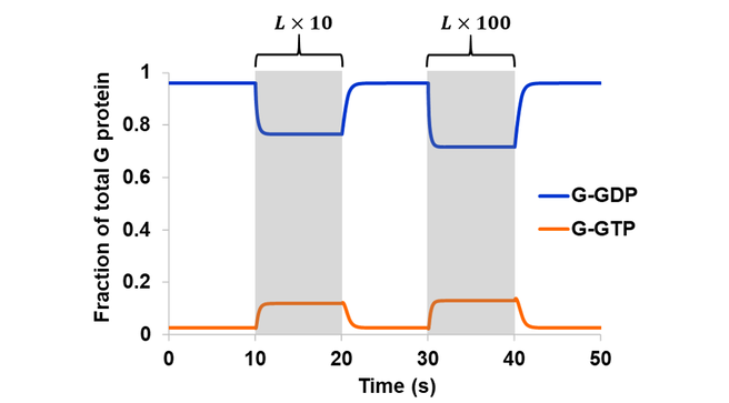 Simulated reversible GEF and intrinsic GTPase activity