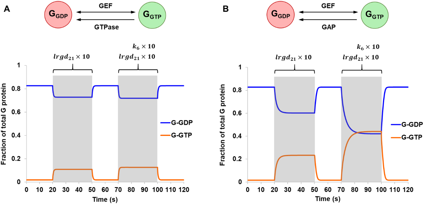 Simulated intrinsic GTPase and GAP-mediated GTPase