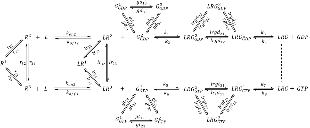 Complete extended GPCR-G protein signaling pathway