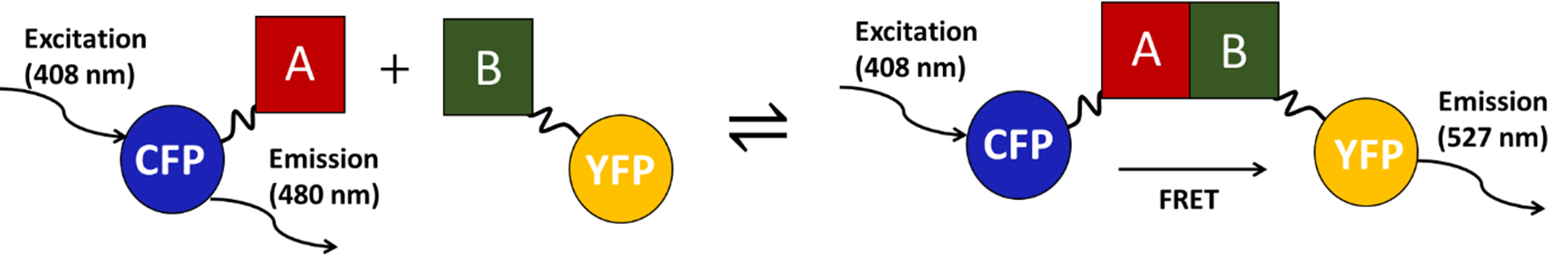 FRET-based detection of protein-protein interactions