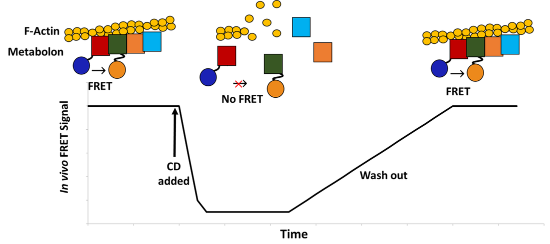 Cytochalasin D in vivo experiment