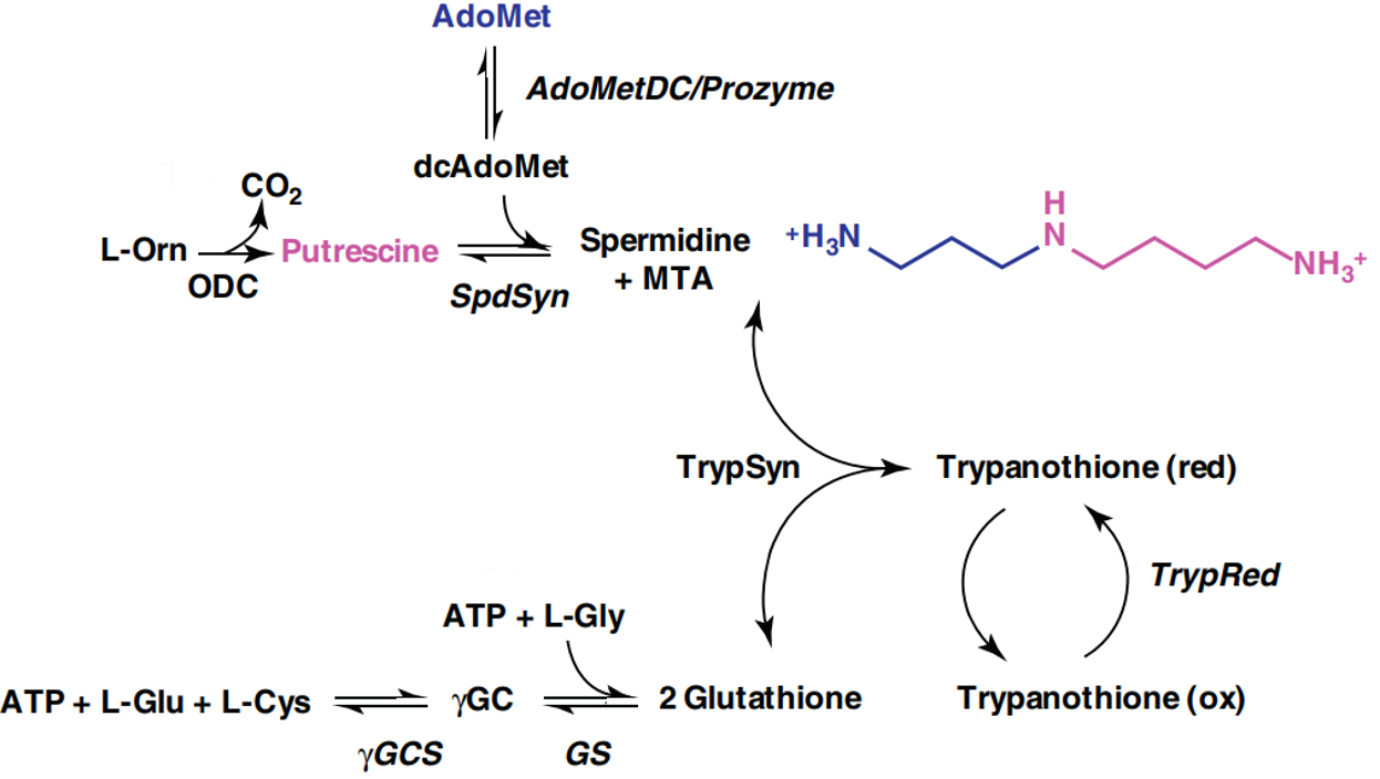 Polyamine synthesis in T. brucei